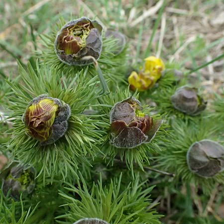 Adonis vernalis \ Frhlings-Adonisrschen / Spring Pheasant's Eye, A Wien-Floridsdorf 6.3.2024