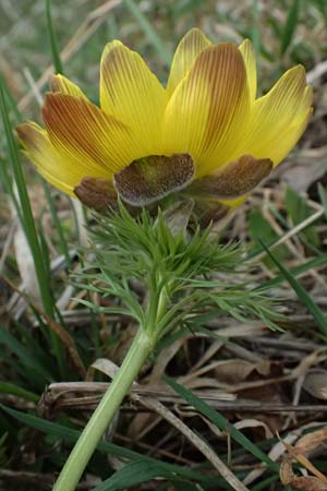 Adonis vernalis \ Frhlings-Adonisrschen / Spring Pheasant's Eye, A Wien-Floridsdorf 6.3.2024