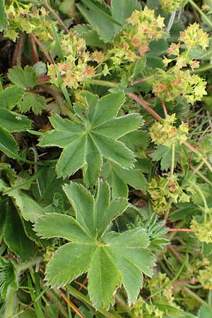 Alchemilla xanthochlora \ Gelbgrner Frauenmantel / Intermediate Lady's Mantle, A Rax 28.6.2020