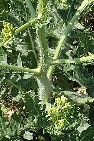 Rapistrum rugosum \ Runzliger Rapsdotter / Bastard Cabbage, A Gumpoldskirchen 15.5.2022