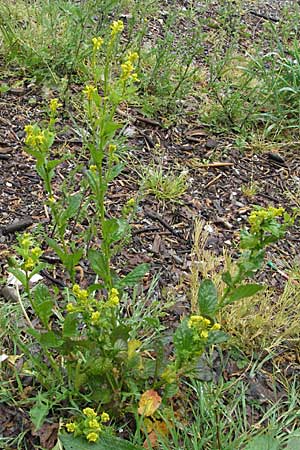 Barbarea stricta \ Steifes Barbarakraut / Small-Flowered Winter Cress, A Bregenz 5.5.2007