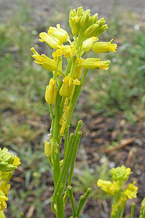 Barbarea stricta \ Steifes Barbarakraut / Small-Flowered Winter Cress, A Bregenz 5.5.2007