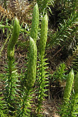 Lycopodium annotinum \ Wald-Brlapp / Interrupted Clubmoss, A Kärnten/Carinthia, Petzen 21.7.2007