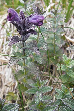 Bartsia alpina \ Alpenhelm / Velvetbells, A Malta - Tal / Valley 19.7.2010