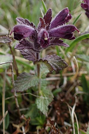 Bartsia alpina \ Alpenhelm, A Wölzer Tauern, Hoher Zinken 26.6.2021