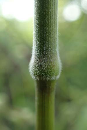 Bromus benekenii \ Raue Wald-Trespe, Benekens Wald-Trespe, A Reichenau an der Rax 27.6.2020