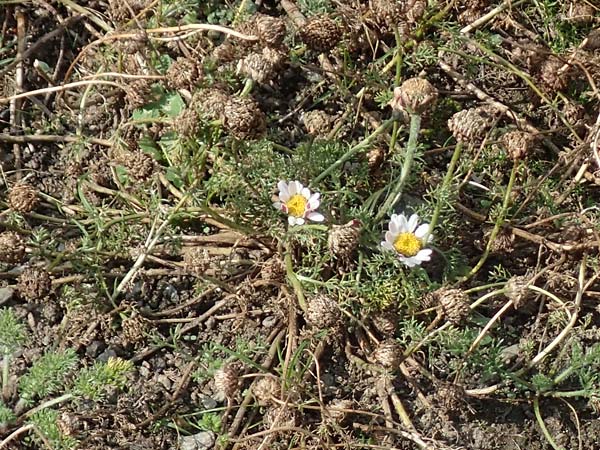 Anacyclus pyrethrum \ Mehrjhriger Bertram, Rmischer Bertram, A Maria Luggau 12.7.2019