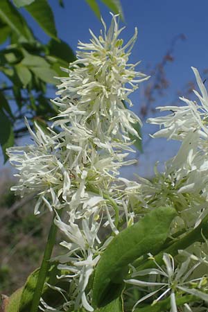 Fraxinus ornus \ Blumen-Esche, Manna-Esche / Manna Ash, A Seewinkel, Podersdorf 10.5.2022