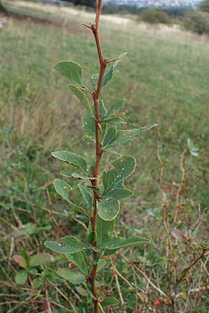 Berberis vulgaris / Barberry, A Perchtoldsdorf 22.9.2022