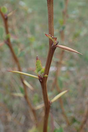 Berberis vulgaris \ Berberitze, Sauerdorn, A Perchtoldsdorf 22.9.2022