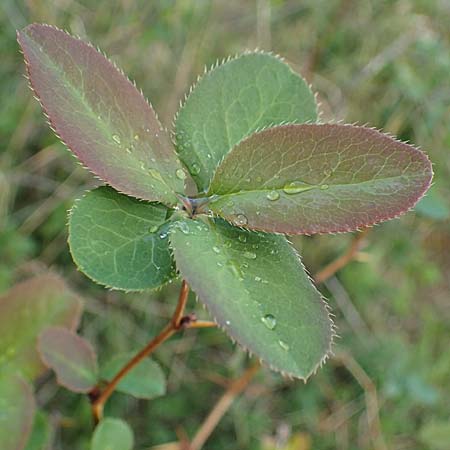 Berberis vulgaris \ Berberitze, Sauerdorn, A Perchtoldsdorf 22.9.2022