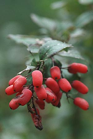 Berberis vulgaris \ Berberitze, Sauerdorn / Barberry, A Lechtal, Forchach 9.9.2007