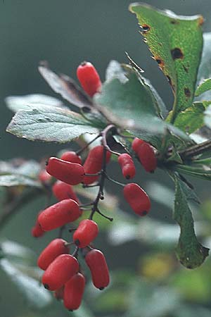 Berberis vulgaris \ Berberitze, Sauerdorn, A Lechtal, Forchach 9.9.2007