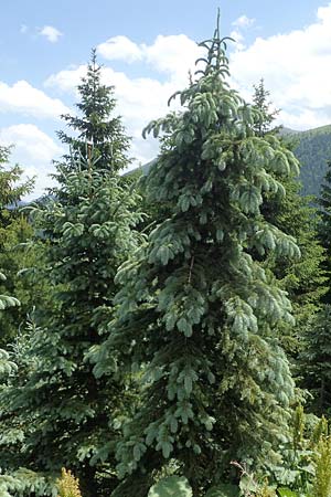 Picea pungens \ Blaue Stech-Fichte, A Pusterwald, Eiskar 29.6.2021