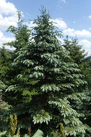 Picea pungens / Blue Spruce, A Pusterwald, Eiskar 29.6.2021