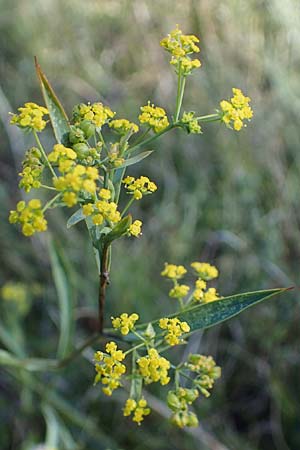 Bupleurum falcatum / Sickle-Leaved Hare's Ear, A Perchtoldsdorf 22.9.2022