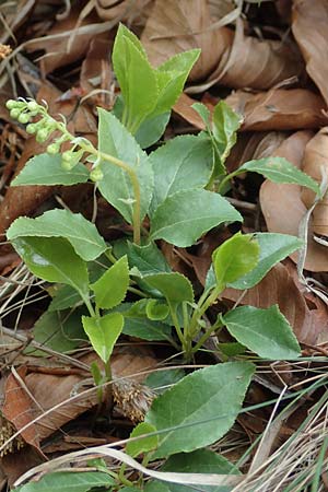 Orthilia secunda \ Birngrn, Nickendes Wintergrn / Serrated Winter Green, A Kärnten/Carinthia, St. Paul im Lavanttal 16.5.2016