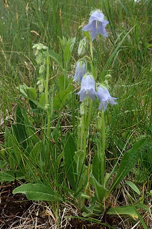 Campanula barbata \ Brtige Glockenblume, Bart-Glockenblume / Bearded Bellflower, A Pusterwald, Eiskar 29.6.2021