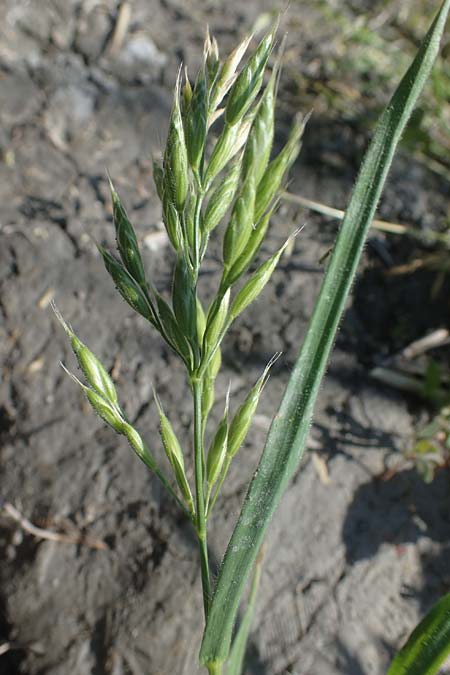 Bromus hordeaceus agg. / Soft Brome, A Seewinkel, Podersdorf 10.5.2022