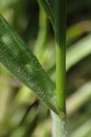 Bromus hordeaceus agg. \ Weiche Trespe, A Seewinkel, Podersdorf 10.5.2022