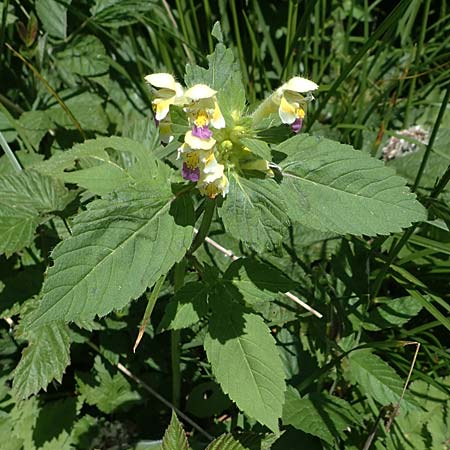 Galeopsis speciosa \ Bunter Hohlzahn / Large-flowered Hemp-Nettle, A Kärnten/Carinthia, Koralpe 3.7.2022