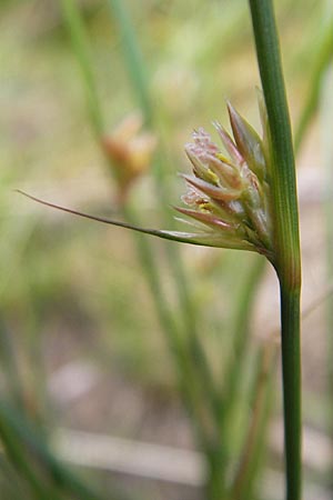 Juncus filiformis \ Faden-Binse / Thread Rush, A Malta - Tal / Valley 19.7.2010