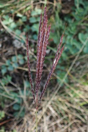 Bothriochloa ischoemum \ Gewhnliches Bartgras / Bluestem, A Breitenbrunn 24.9.2022