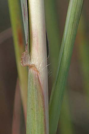 Bothriochloa ischoemum \ Gewhnliches Bartgras, A Breitenbrunn 24.9.2022