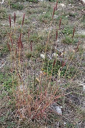 Bothriochloa ischoemum \ Gewhnliches Bartgras, A Breitenbrunn 24.9.2022