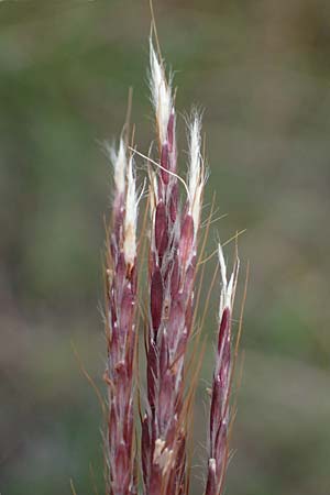 Bothriochloa ischoemum \ Gewhnliches Bartgras, A Hainburg 25.9.2022