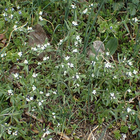 Buglossoides incrassata subsp. splitgerberi \ Splitgerbers Acker-Steinsame / Splitgerber's Field Gromwell, A Wien Donauinsel 2.4.2023