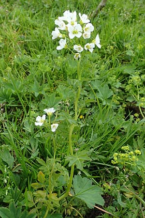 Nasturtium officinale \ Echte Brunnenkresse / Water Cress, A Schneealpe 30.6.2020