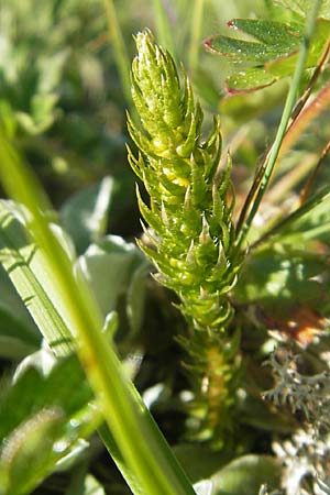 Selaginella selaginoides \ Dorniger Moosfarn / Lesser Clubmoss, A Trenchtling 3.7.2010