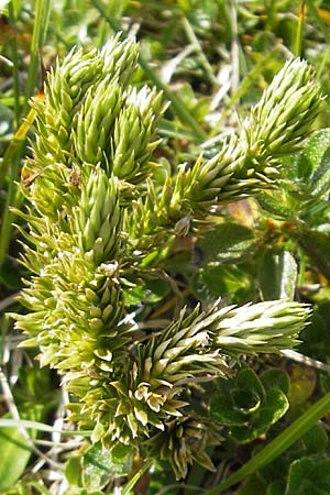 Huperzia selago \ Tannen-Brlapp / Fir Clubmoss, A Dachstein 20.7.2010