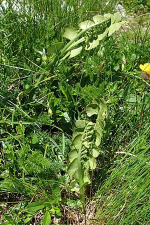 Botrychium lunaria \ Mondraute, A Traweng 8.7.2020