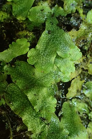 Preissia quadrata \ Prei-Lebermoos / Narrow Mushroom-Headed Liverwort, A Deutschlandsberger Klause 30.6.2022