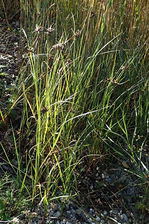 Bolboschoenus maritimus \ Strandsimse / Sea Club-Rush, A Seewinkel, Apetlon 23.9.2022