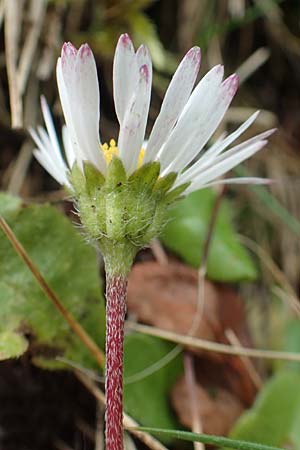 Bellis perennis / Common Daisy, A Carinthia, Koralpe 9.8.2016