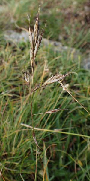 Helictotrichon versicolor \ Bunter Wiesenhafer / Oat Grass, A Niedere Tauern, Sölk-Pass 26.7.2021