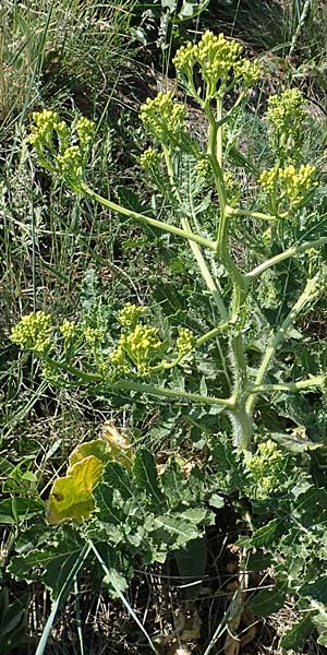 Rapistrum rugosum \ Runzliger Rapsdotter / Bastard Cabbage, A Gumpoldskirchen 15.5.2022