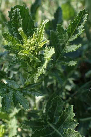 Rapistrum rugosum \ Runzliger Rapsdotter / Bastard Cabbage, A Gumpoldskirchen 15.5.2022