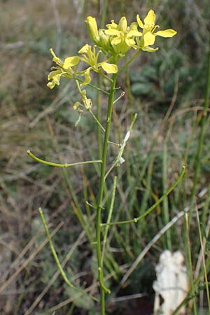 Erucastrum nasturtiifolium \ Stumpfkantige Hundsrauke / Water-Cress Leaved Rocket, A Breitenbrunn 24.9.2022