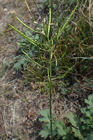 Erucastrum nasturtiifolium \ Stumpfkantige Hundsrauke / Water-Cress Leaved Rocket, A Breitenbrunn 24.9.2022