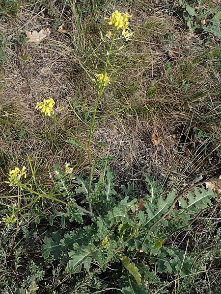 Erucastrum nasturtiifolium \ Stumpfkantige Hundsrauke / Water-Cress Leaved Rocket, A Breitenbrunn 24.9.2022