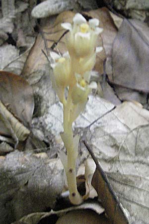 Monotropa hypophegea / Yellow Bird's-Nest, A Burgenland, Rumpersdorf 3.8.2011