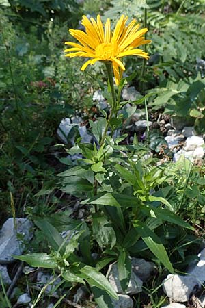 Buphthalmum salicifolium / Yellow Ox-Eye, A Carinthia, Petzen 8.8.2016