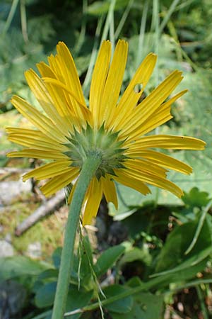 Buphthalmum salicifolium \ Weidenblttriges Ochsenauge, Rindsauge / Yellow Ox-Eye, A Kärnten/Carinthia, Petzen 8.8.2016