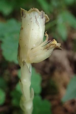 Monotropa hypophegea \ Buchenspargel / Yellow Bird's-Nest, A Niedere Tauern, Sölk-Pass 26.7.2021