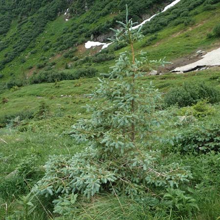 Picea pungens \ Blaue Stech-Fichte / Blue Spruce, A Pusterwald, Eiskar 1.7.2019