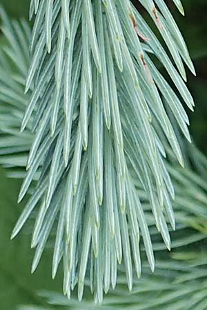 Picea pungens / Blue Spruce, A Pusterwald, Eiskar 1.7.2019